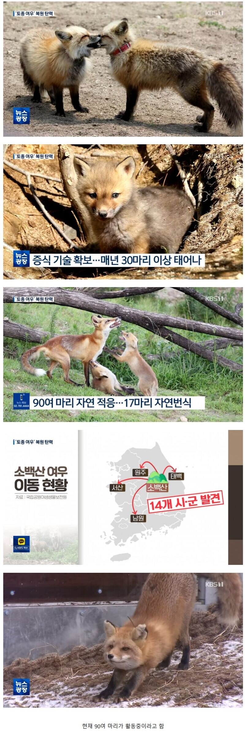한국 토종 여우 근황_1.jpg