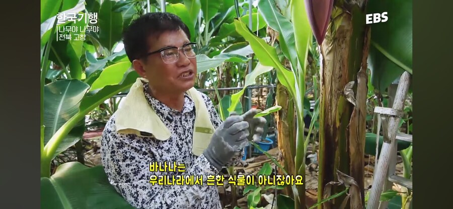 와 이 날씨면 바나나를 키우겠다_3.jpg