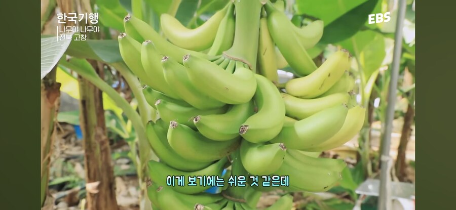 와 이 날씨면 바나나를 키우겠다_5.jpg