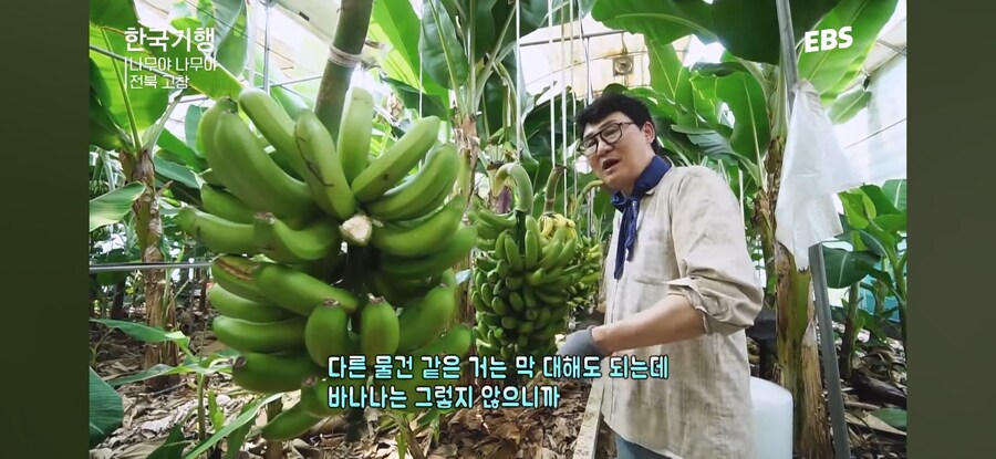와 이 날씨면 바나나를 키우겠다_6.jpg
