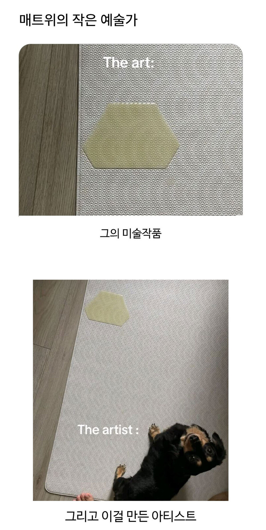 육각형 모양으로 배설을 하는 동물_1.jpg