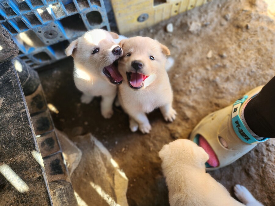 시고르 아지아지빔_4.jpg