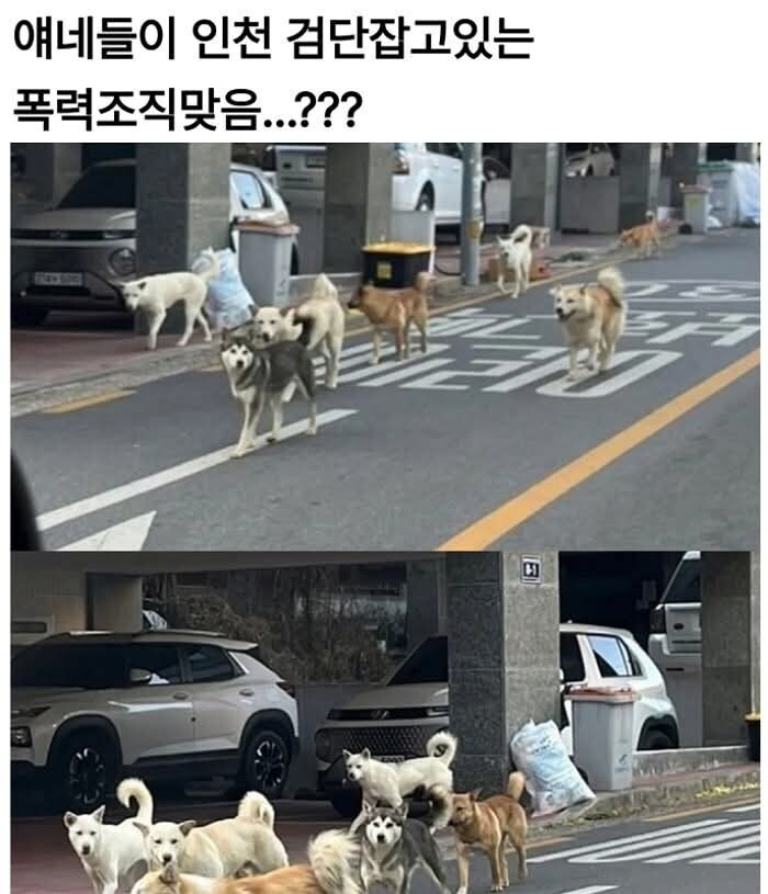 요즘 인천 깡패들 근황_1.jpg