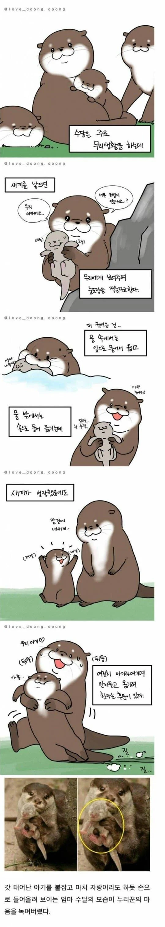 수달의 습성_1.webp