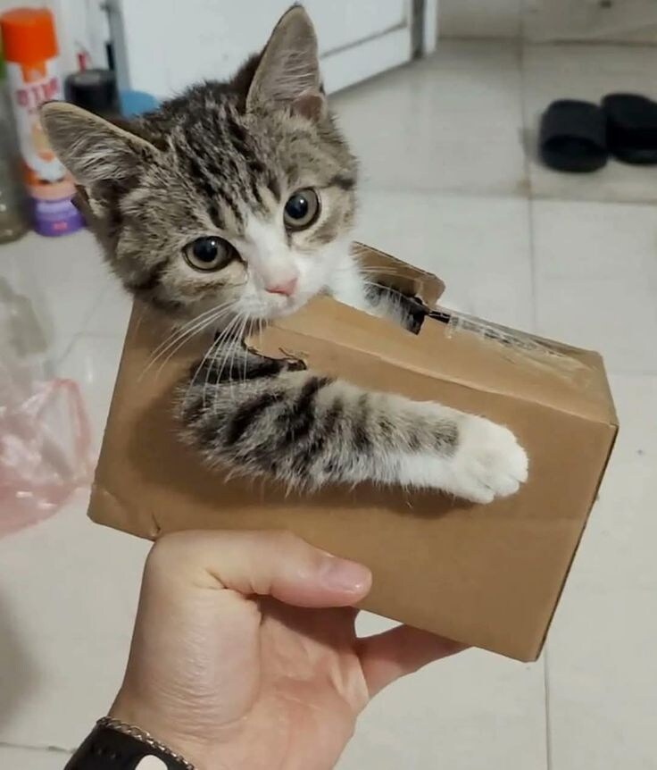 슈뢰딩거의 고양이_1.jpg