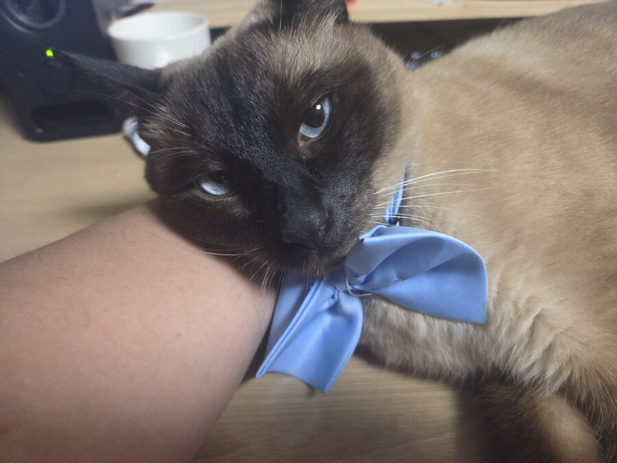 귀여우면 저녁 먹음_1.jpg