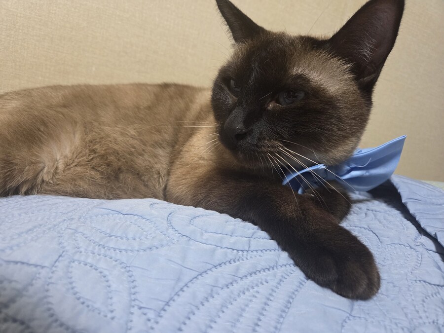 귀여우면 저녁 먹음_2.jpg