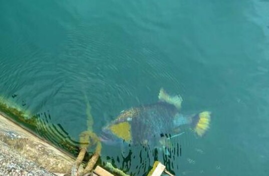 일본 열도를 공포로 몰아 넣은 공포의 물고기 jpg_3.png