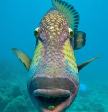 일본 열도를 공포로 몰아 넣은 공포의 물고기 jpg_9.png