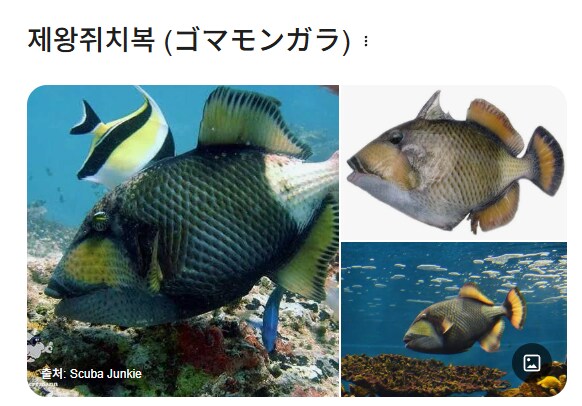 일본 열도를 공포로 몰아 넣은 공포의 물고기 jpg_5.png