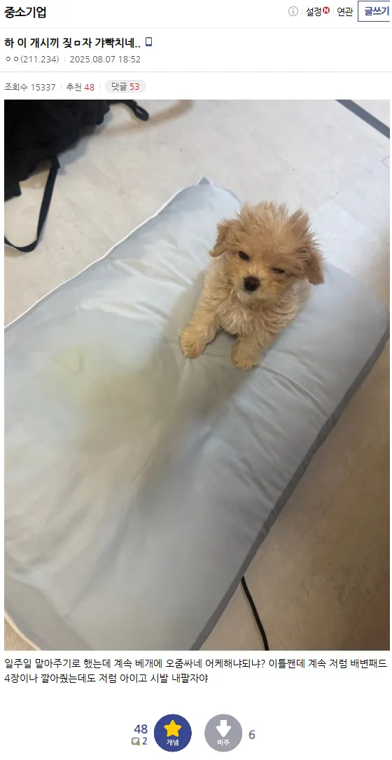 맡아주기로한 개 때문에 빡친다는 디시인.jpg_1.webp