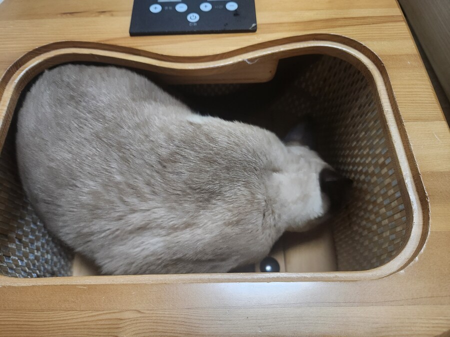 사우나하는 고양이 본 적 있음?_5.jpg