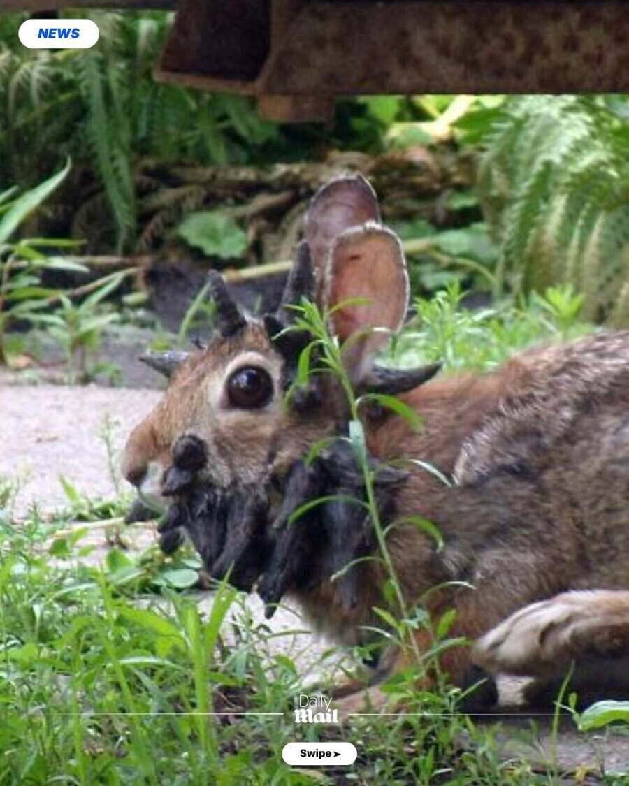 [혐] 현재 미국에 퍼지고 있다는 바이러스...jpg_4.png