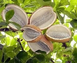 한국 과일인데 대부분 먹어보기는 커녕 처음 본다는 과일_1.jpg