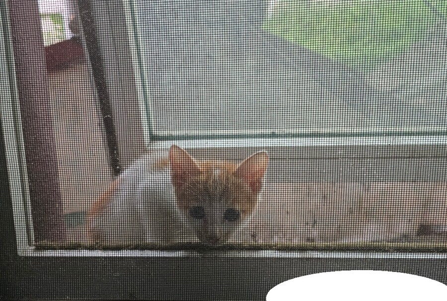 리노아 님에게 없는 고양이 자랑_2.jpg