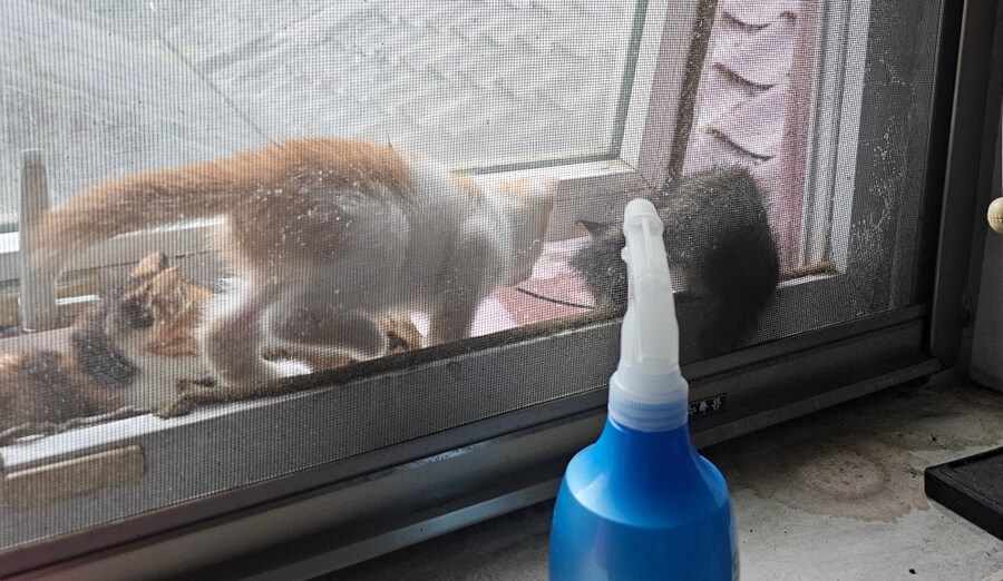 리노아 님에게 없는 고양이 자랑_3.jpg