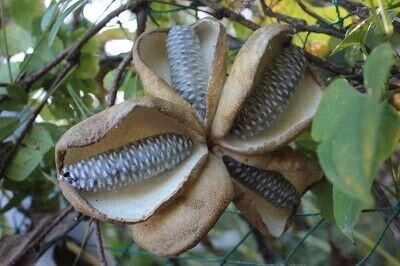 흙수저)과거 흙수저들이 먹었던 과일_3.jpg