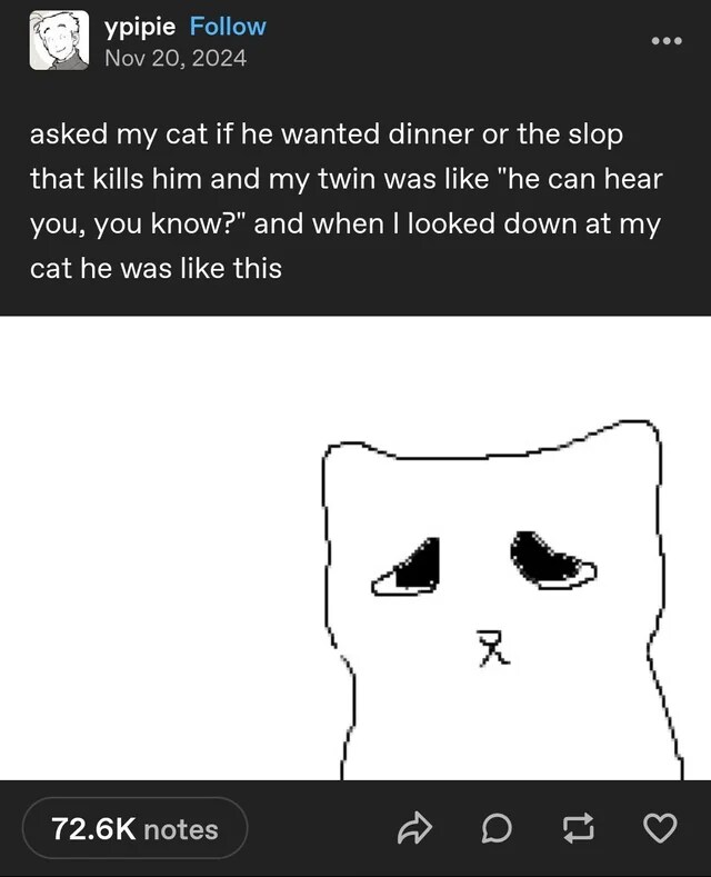 사람 말 알아들을 수 있는 고양이_1.png