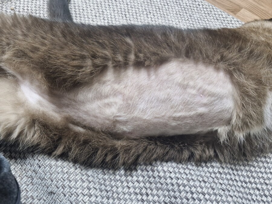 맨날 뱃살 보여주는 고양이_5.jpg