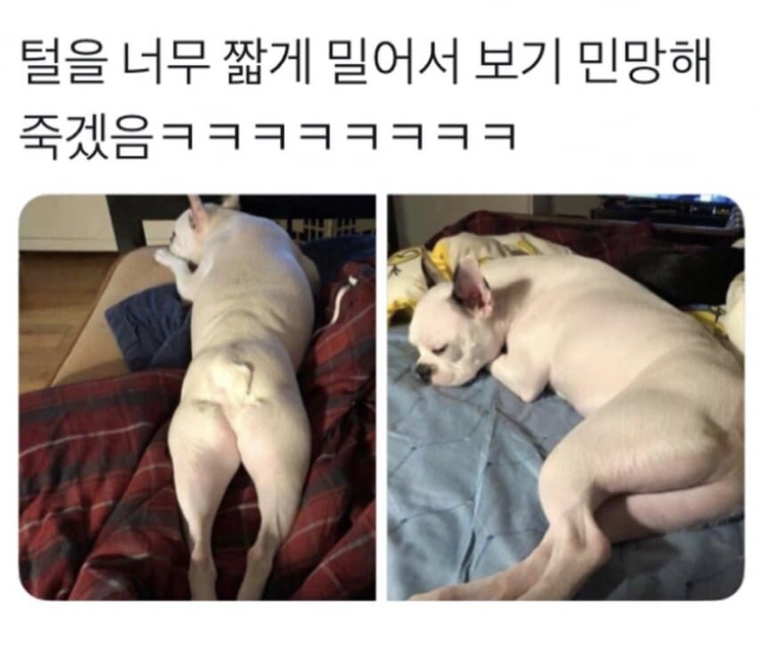 댕댕이 털을 밀었는데 보기가 좀 민망해_1.jpg