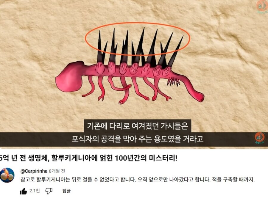 신체구조상 후진·후퇴를 못했다는 생물.jpg_1.jpg