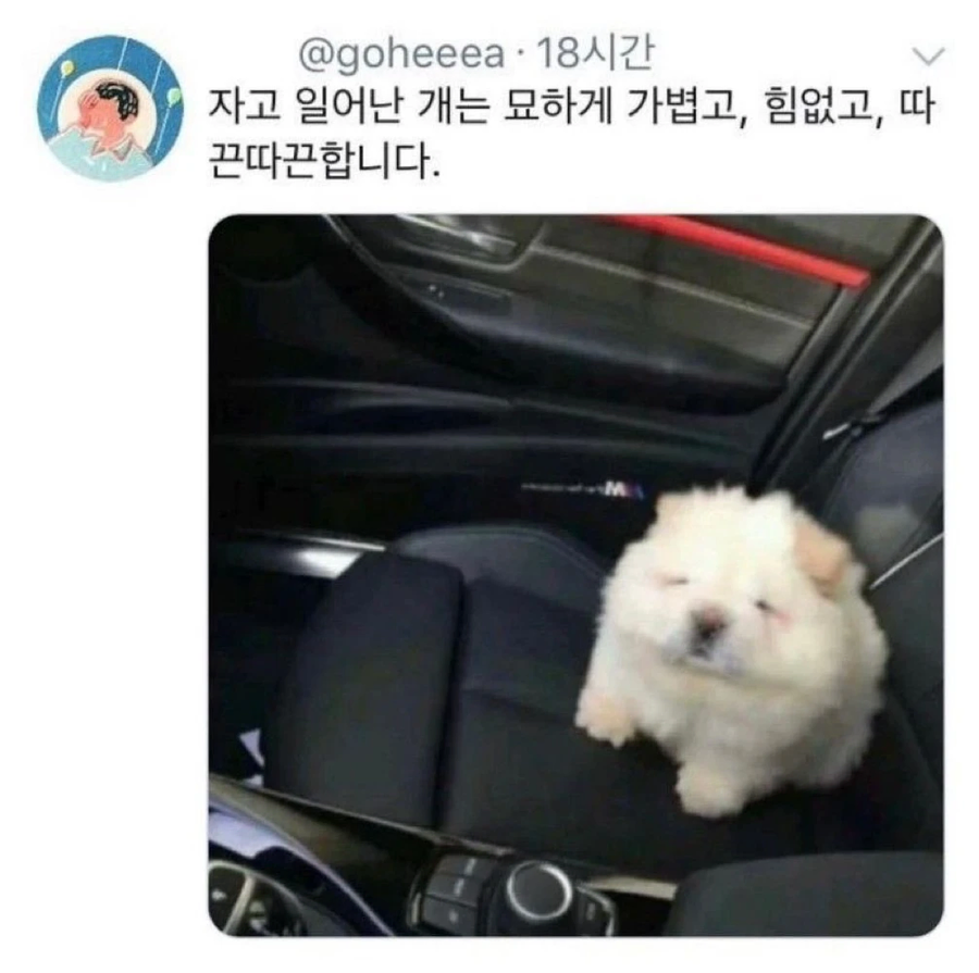 자고 일어난 개 특_1.webp