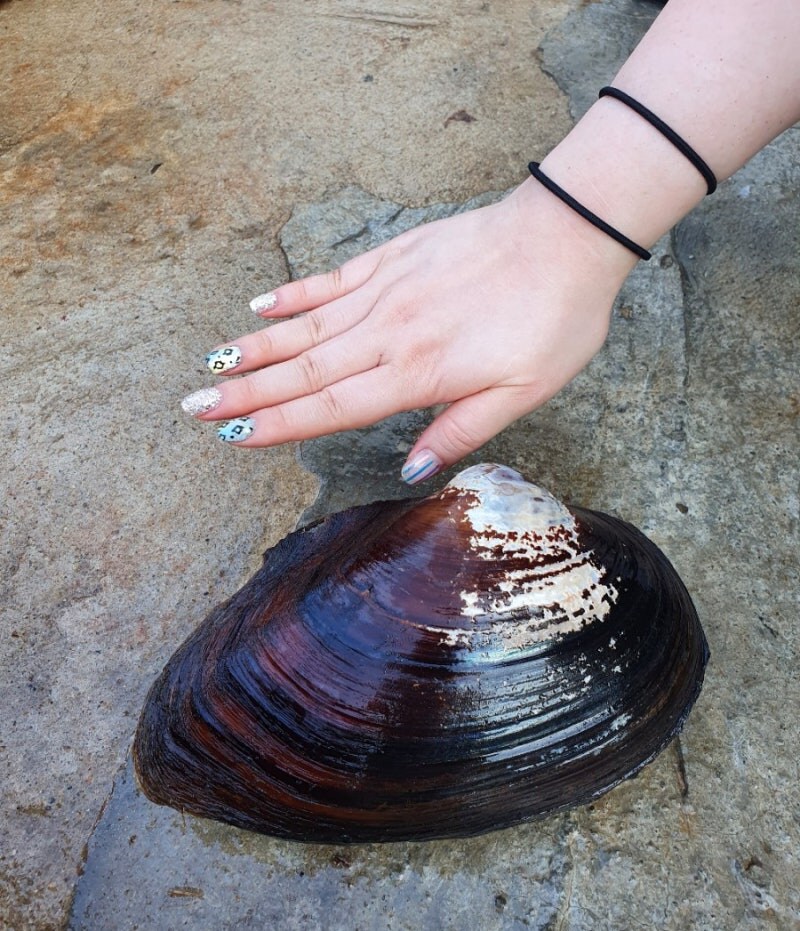 한반도에서 살아남은 사람 손보다 큰 조개_1.jpg