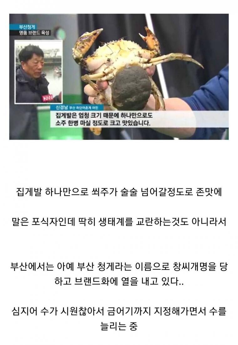 한반도에서 살아남은 사람 손보다 큰 조개_3.jpg