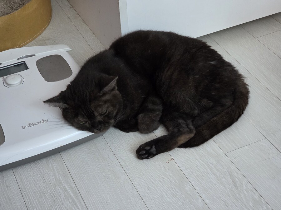 오늘도 고양이 괴롭히는중_1.jpg
