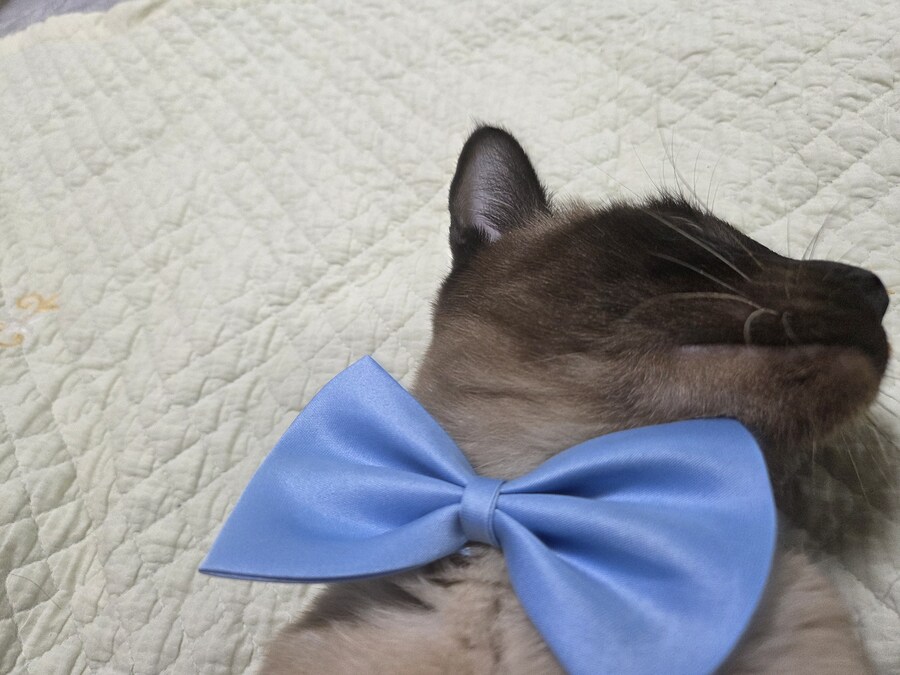 샴고양이 모카 집사에게 학대당한 사진들..._1.jpg