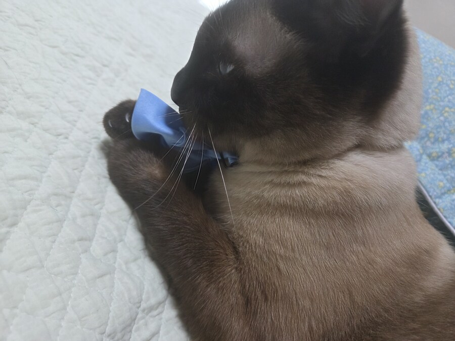 샴고양이 모카 집사에게 학대당한 사진들..._4.jpg