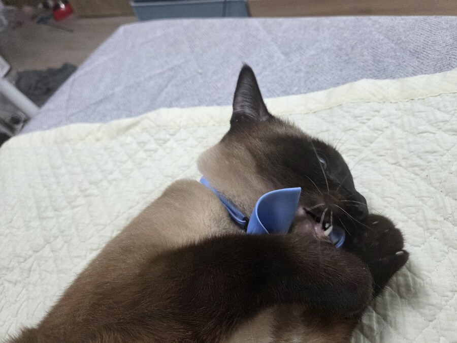 샴고양이 모카 집사에게 학대당한 사진들..._6.jpg