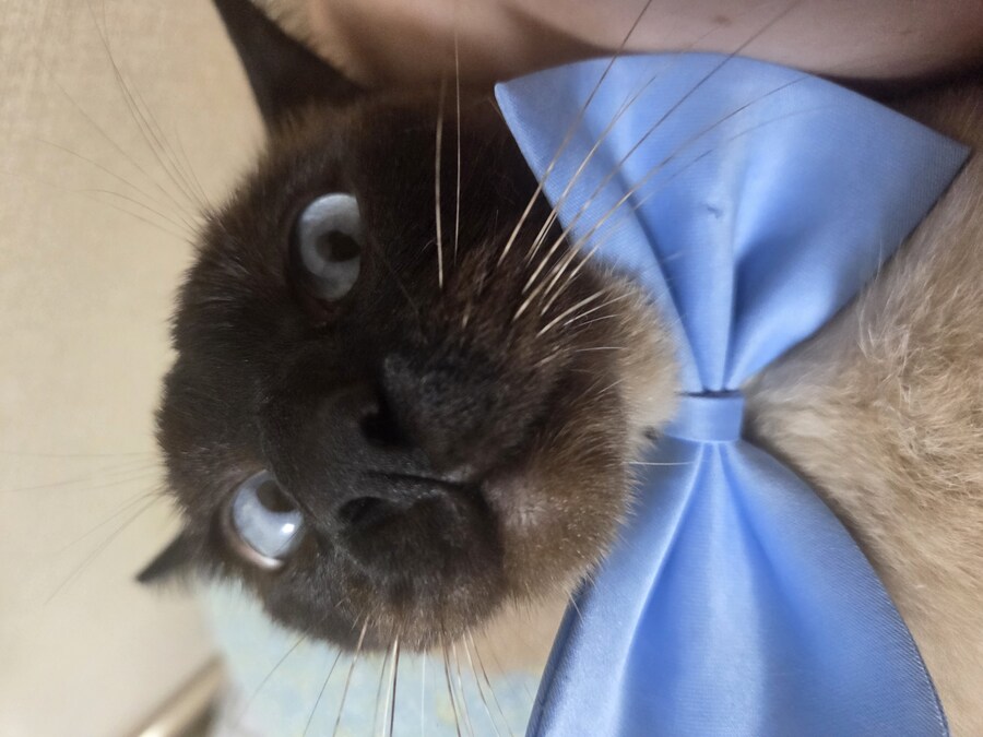 샴고양이 모카 집사에게 학대당한 사진들..._8.jpg