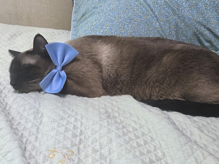 샴고양이 모카 집사에게 학대당한 사진들..._15.jpg
