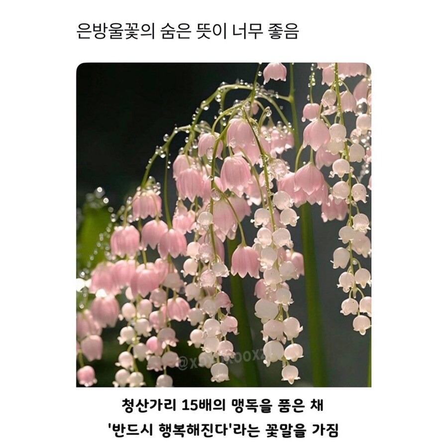 무시무시한 독초의 꽃말_1.jpg