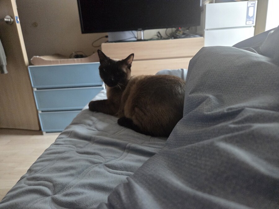 마지막 사진은 집사 죽인다 고양이 사진으로~~_14.jpg