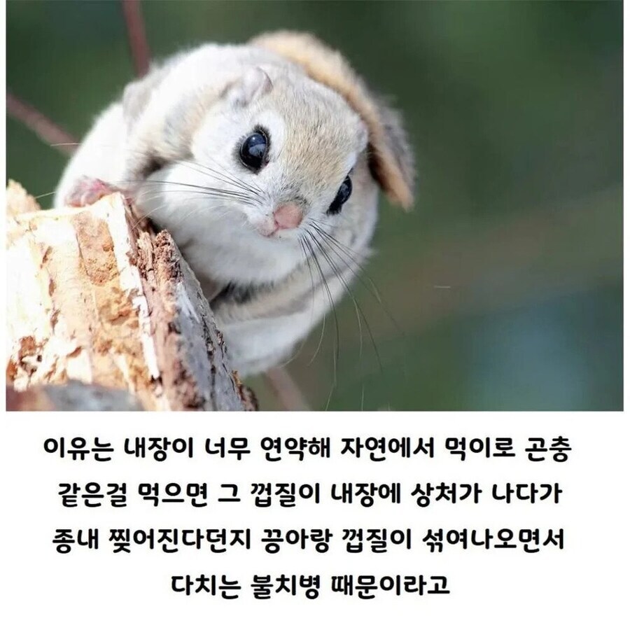 사람이 키우면 수명이 늘어나는 동물.jpg_2.jpg