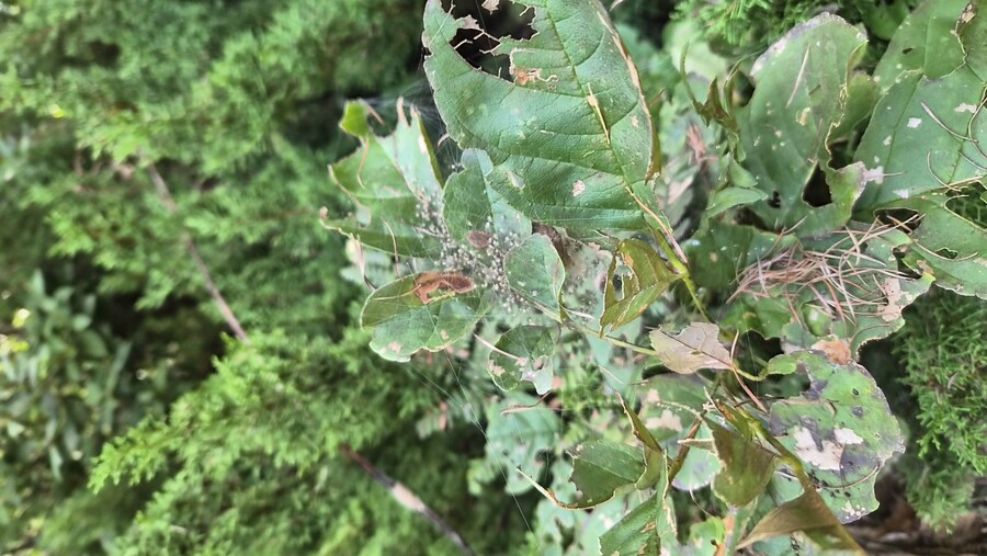 약?극?혐)거미알 실물로 처음 봄_3.jpg