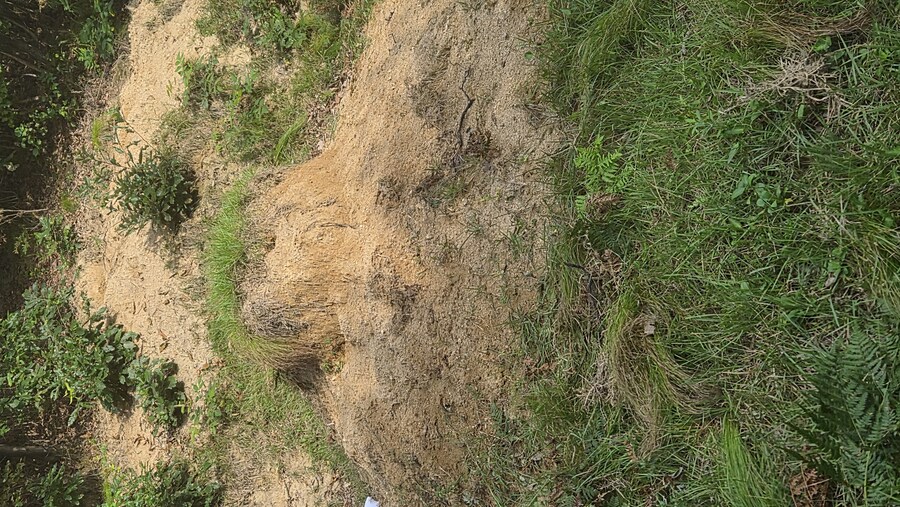 약?극?혐)거미알 실물로 처음 봄_5.jpg