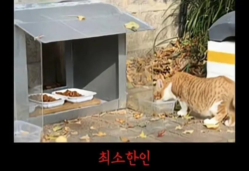 아파트에서 캣맘을 사라지게 한 묘수.JPG_4.jpg