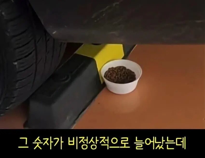 아파트에서 캣맘을 사라지게 한 묘수.JPG_7.jpg