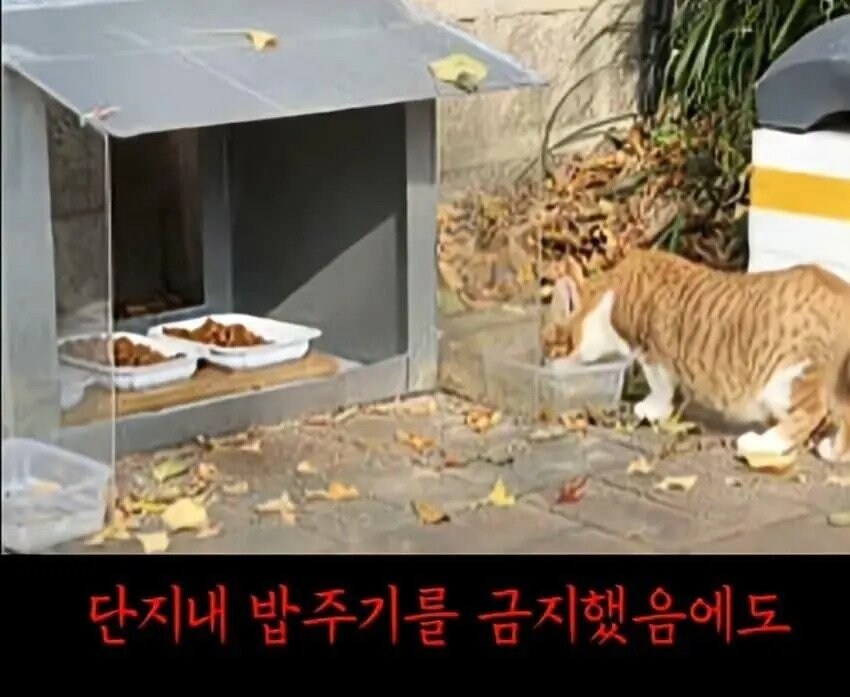 아파트에서 캣맘을 사라지게 한 묘수.JPG_5.jpg