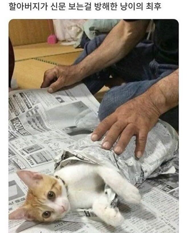 신문보는 할아버지 방해한 고양이_1.jpg