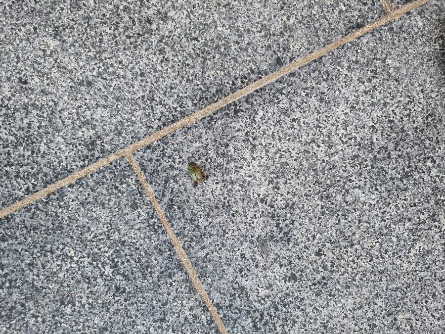 곤충) 사마귀 줍줍_6.jpg
