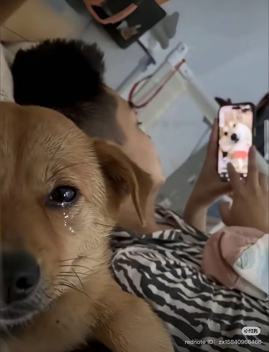 [말딸] 주군의 사랑을 받고싶은 듀랜달_2.jpg