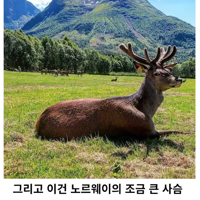노르웨이에서 사슴경고 표지판을 무시하면 안되는 이유._2.webp