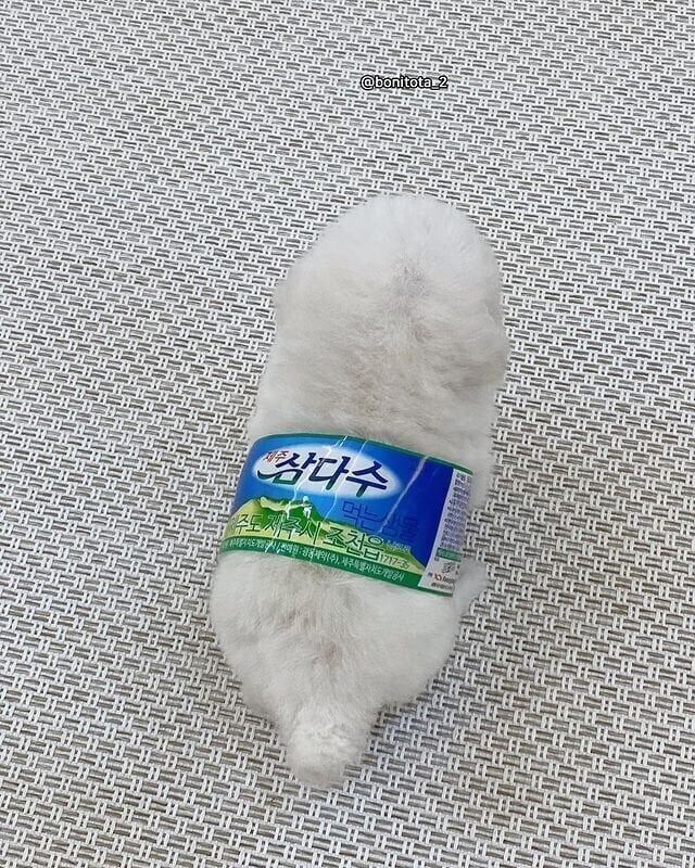 강아지 삼다수_1.jpg