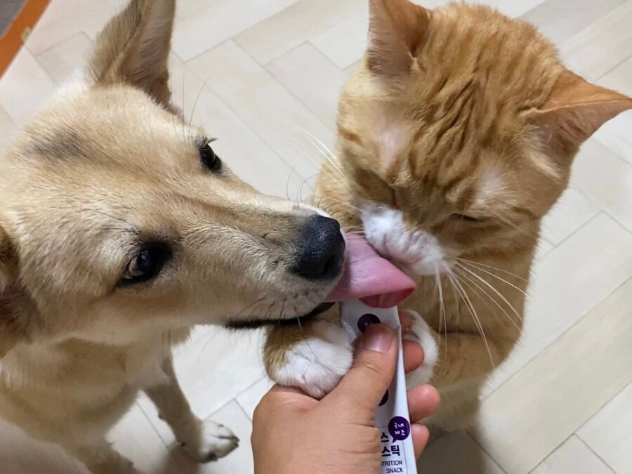 고양이 강아지 남매의 혀 크기 차이_1.jpg