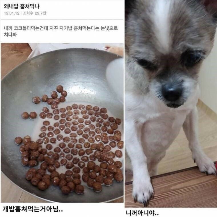 쭈인아 왜 내밥 훔쳐먹냐_1.jpg