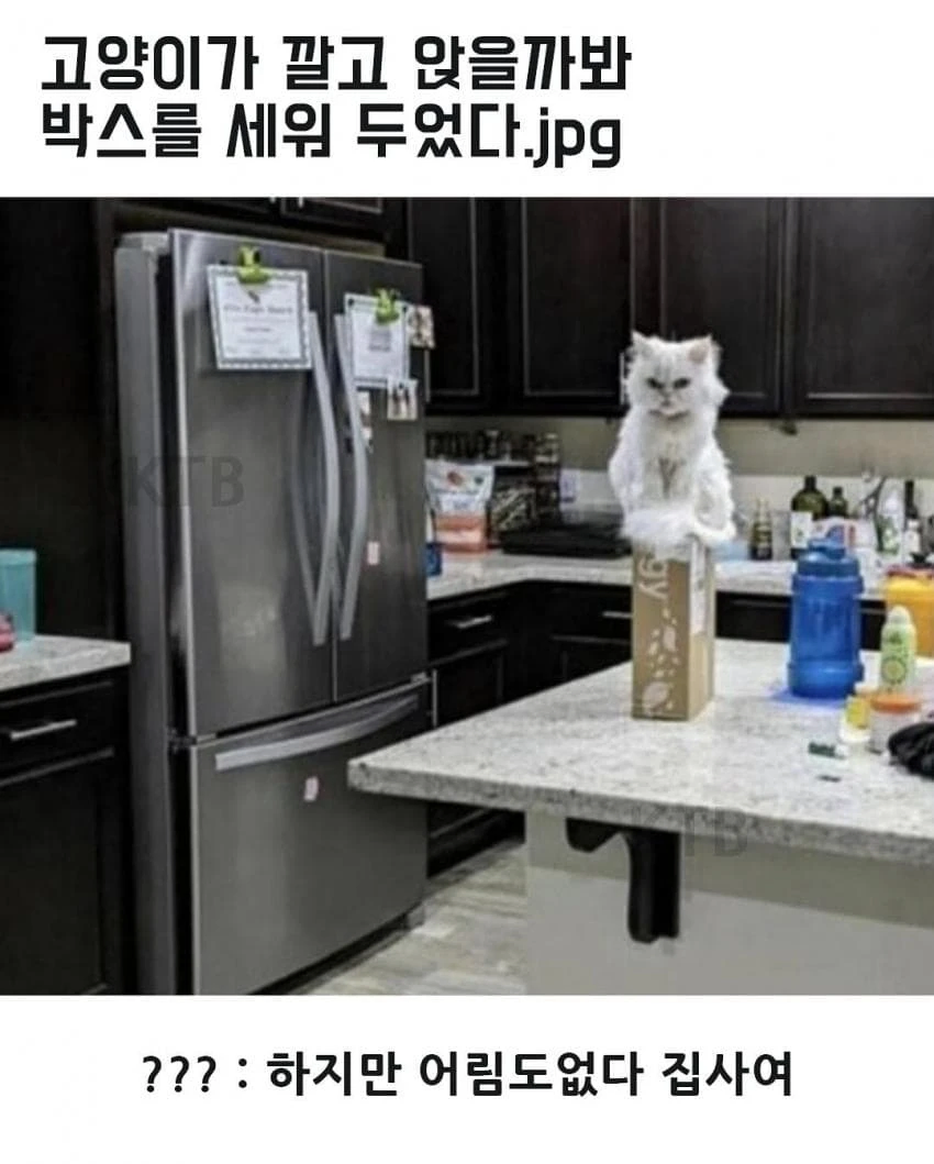 싱글벙글 고양이 모음_6.webp